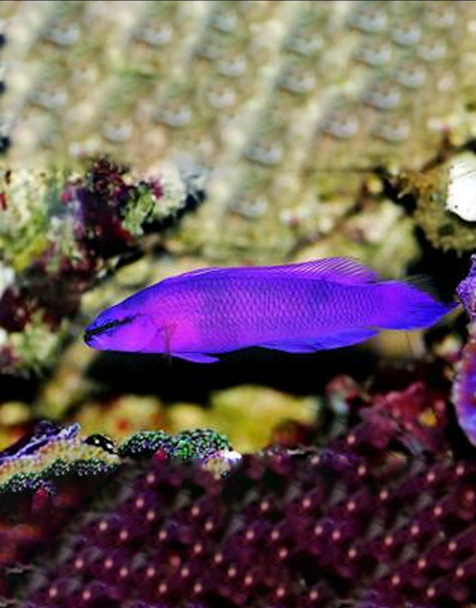 Fridmani/Orchid Dottyback