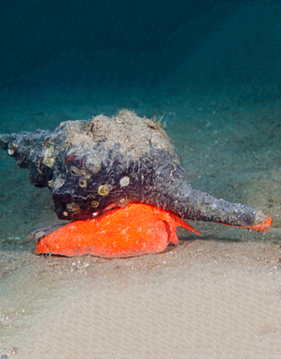 Giant Conch