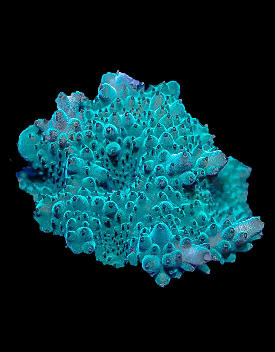 Green Acropora