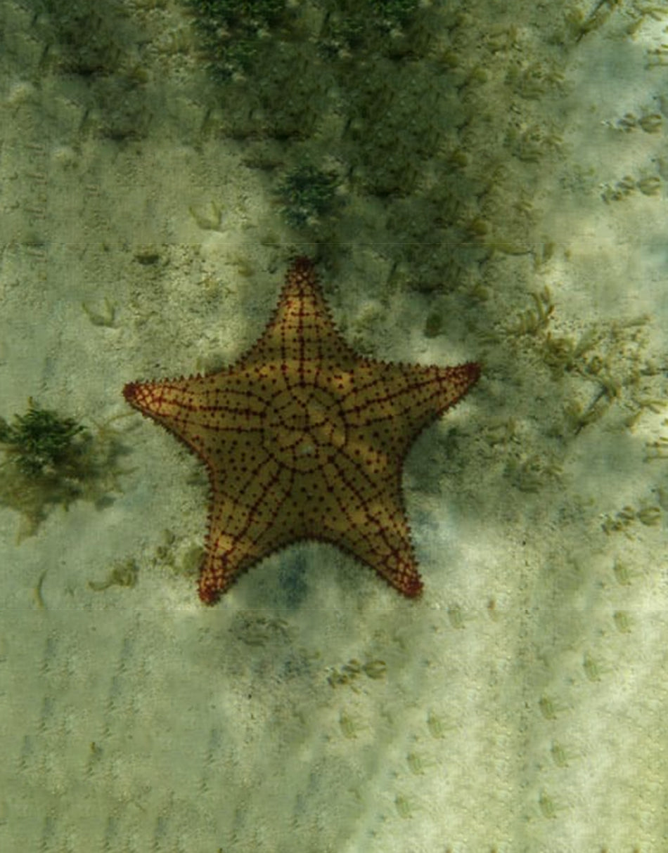 Green Bahama Star