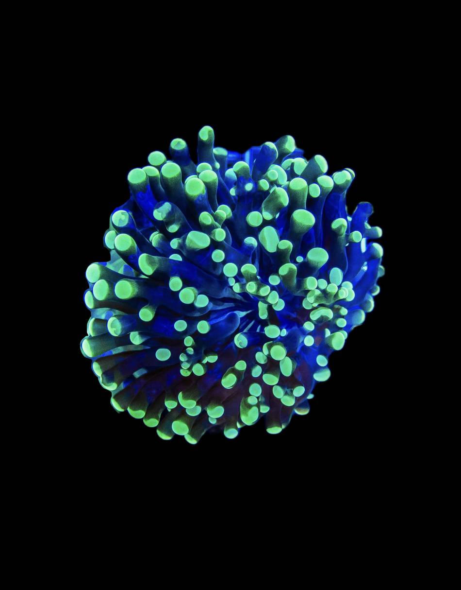 Green Frogspawn