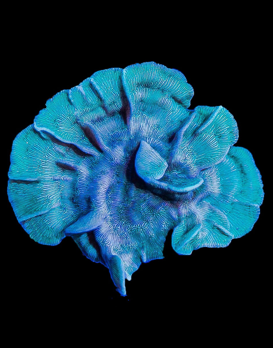 Green Pavona Coral
