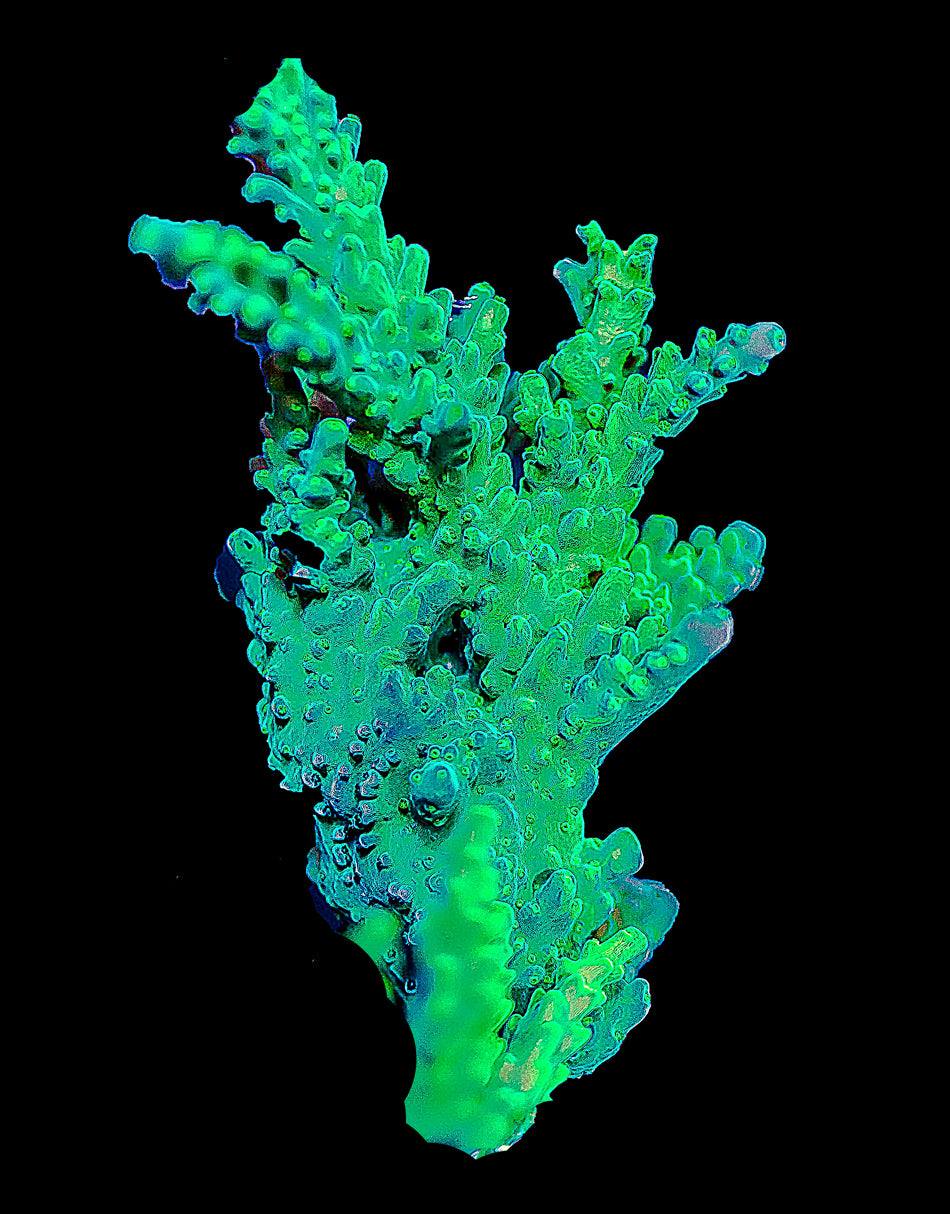 Green Tort Acro