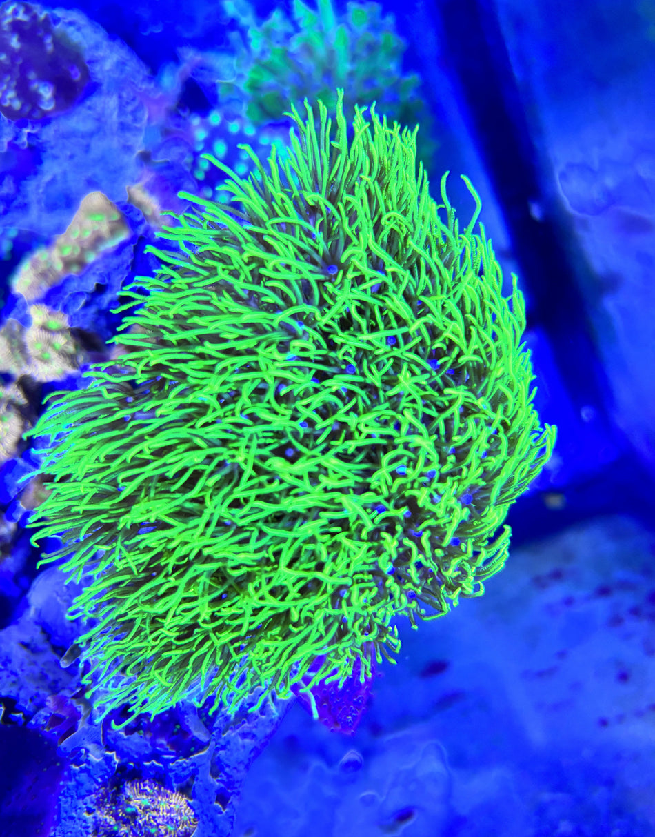 Green Star Polyp