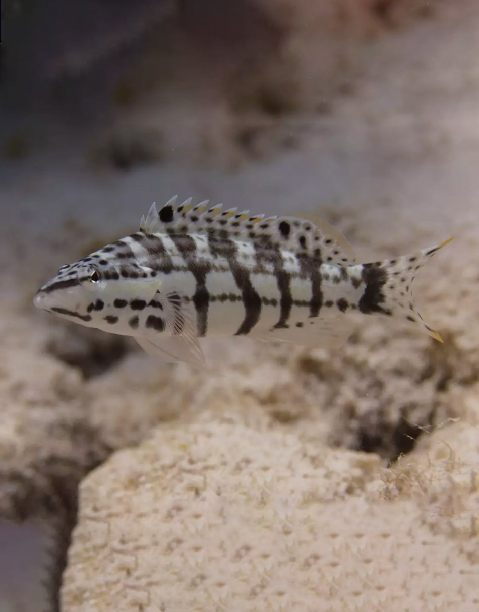 Harlequin Basslet