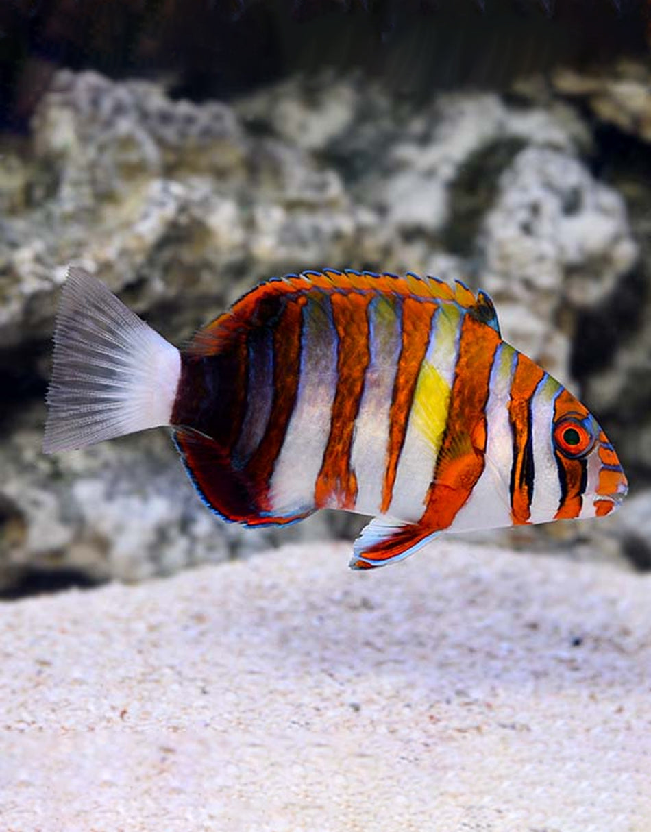 Harlequin Tusk