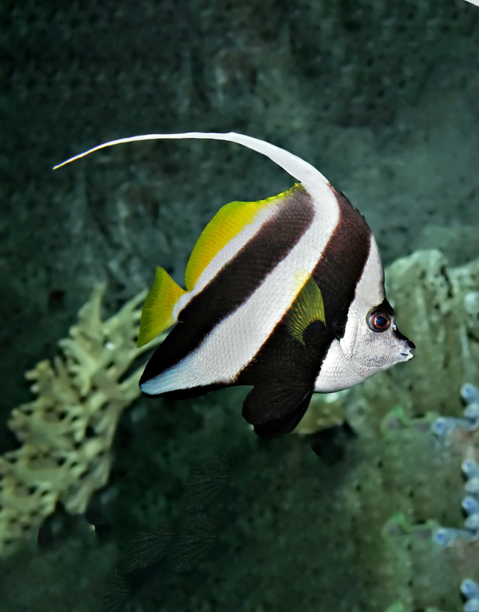 Heniochus Butterfly