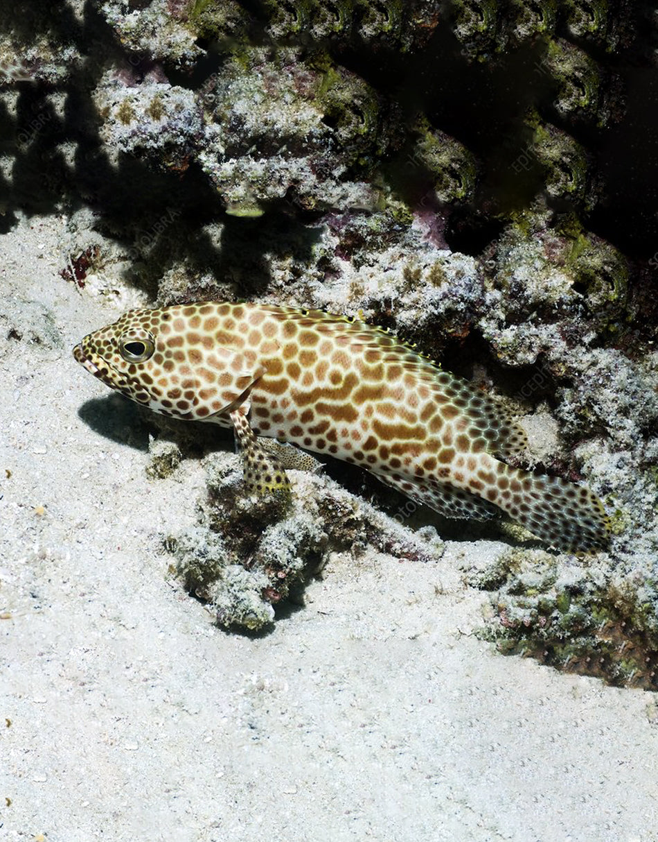 Honeycomb Grouper