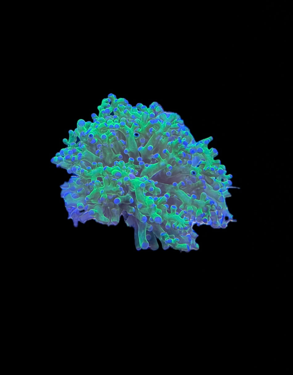 Indo Neon Frogspawn