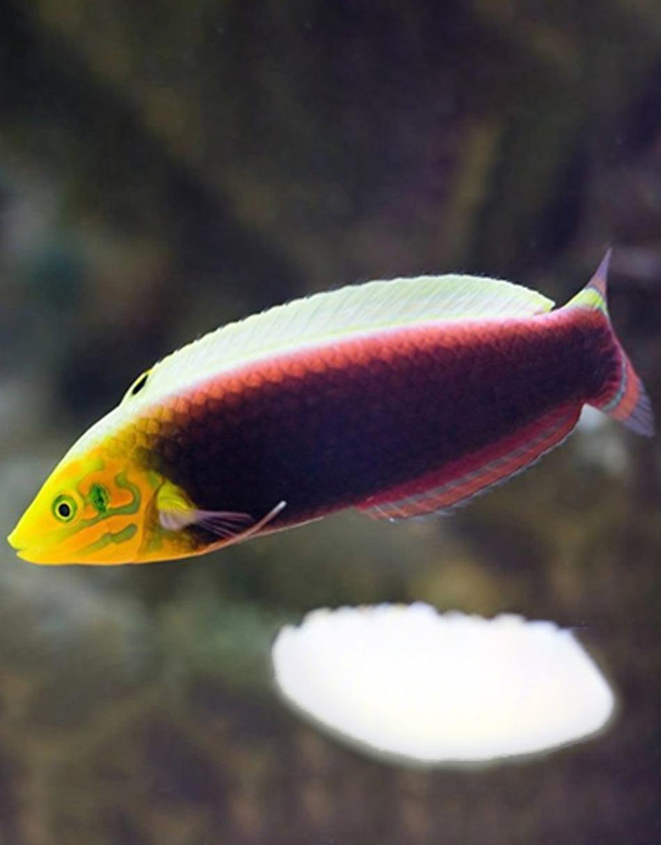 Iridis Wrasse