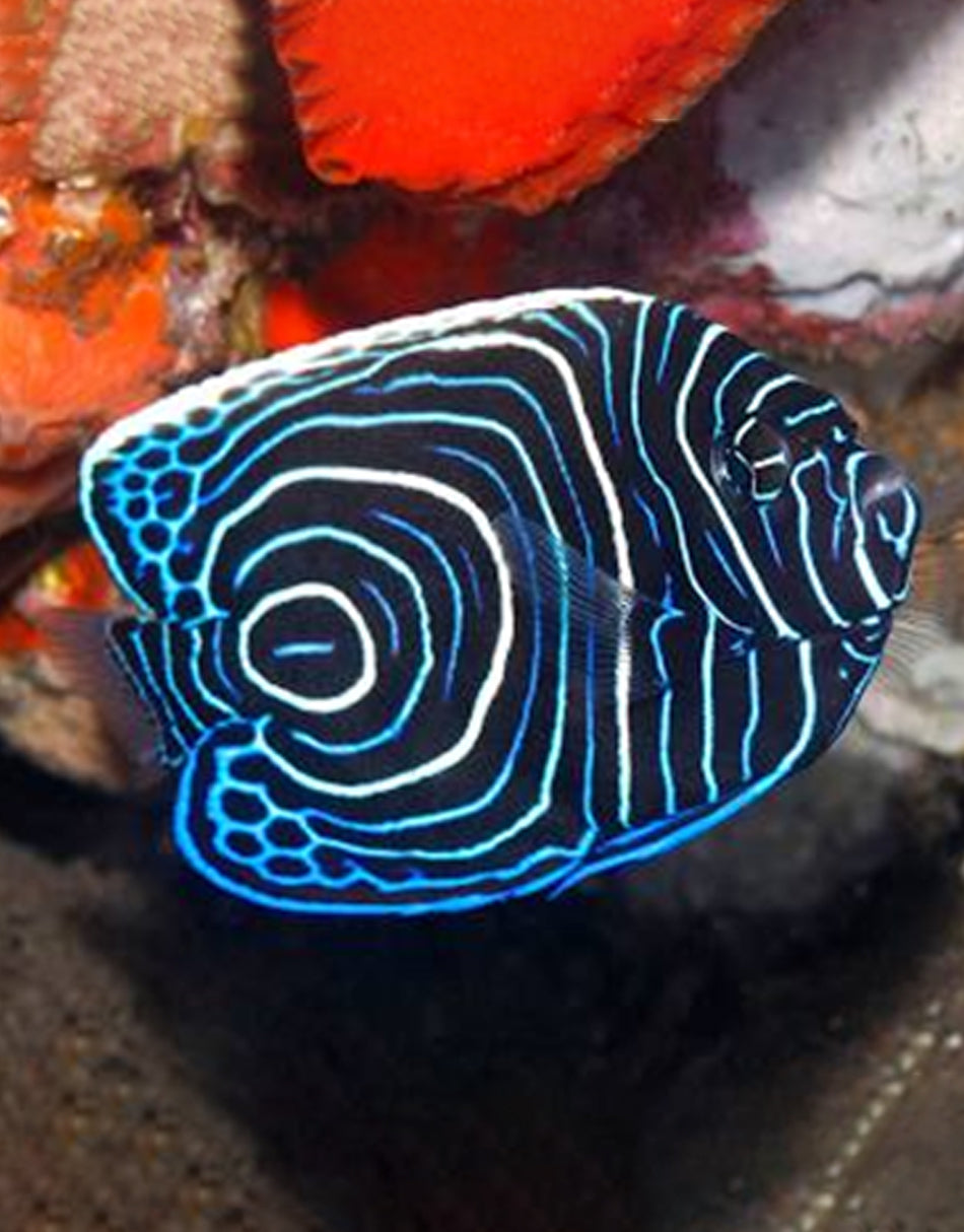 Juvenile Emperor Angelfish