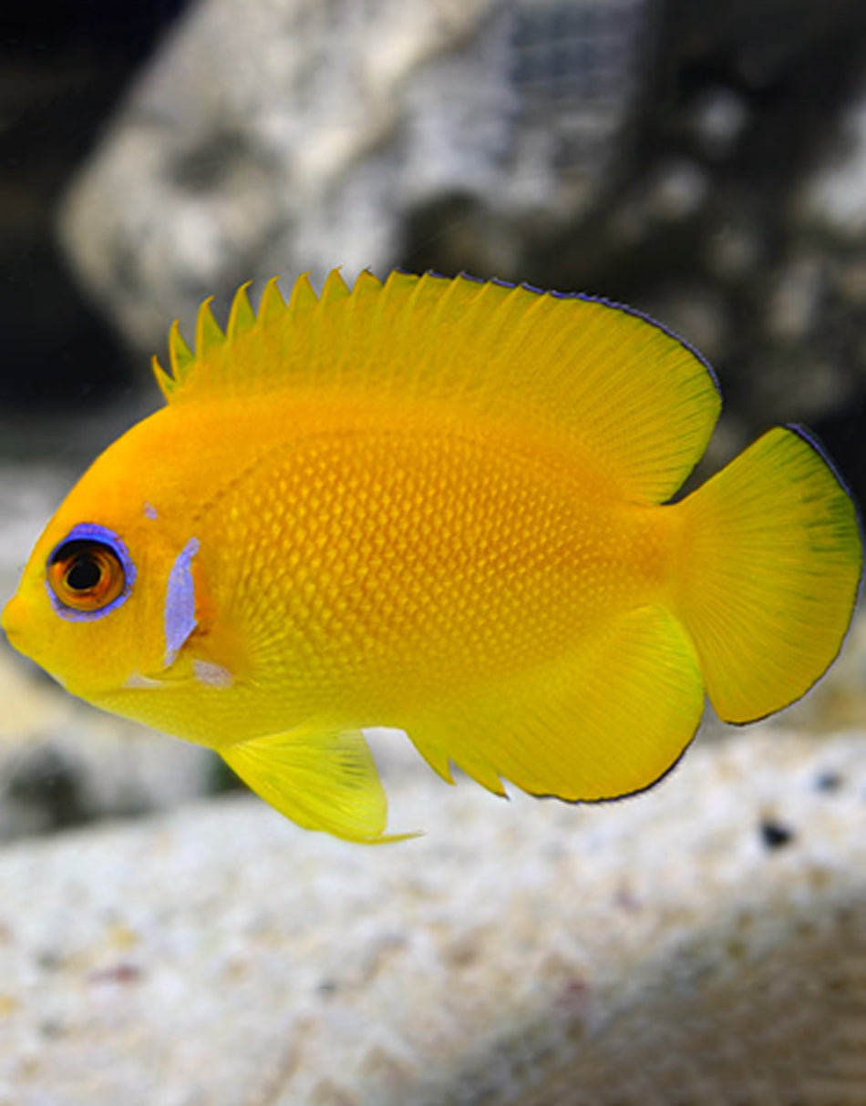 Lemonpeel Angelfish