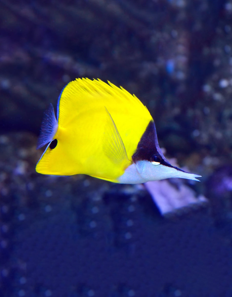 Long Nose Butterfly