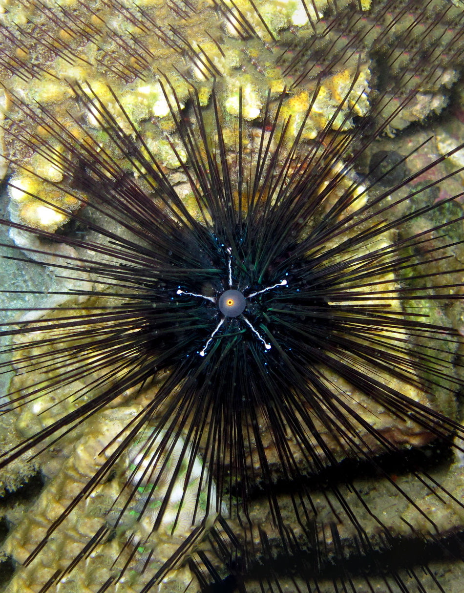 Long spine Sea urchin
