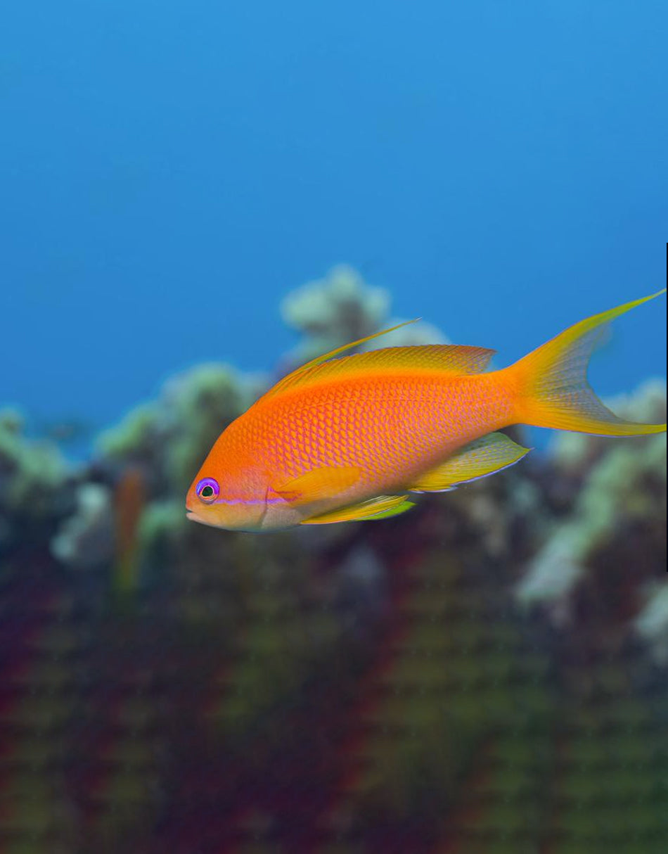 Lyretail Anthias