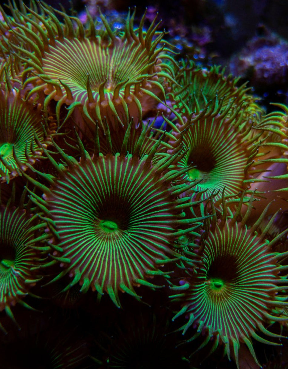 Metallic Green Palythoa