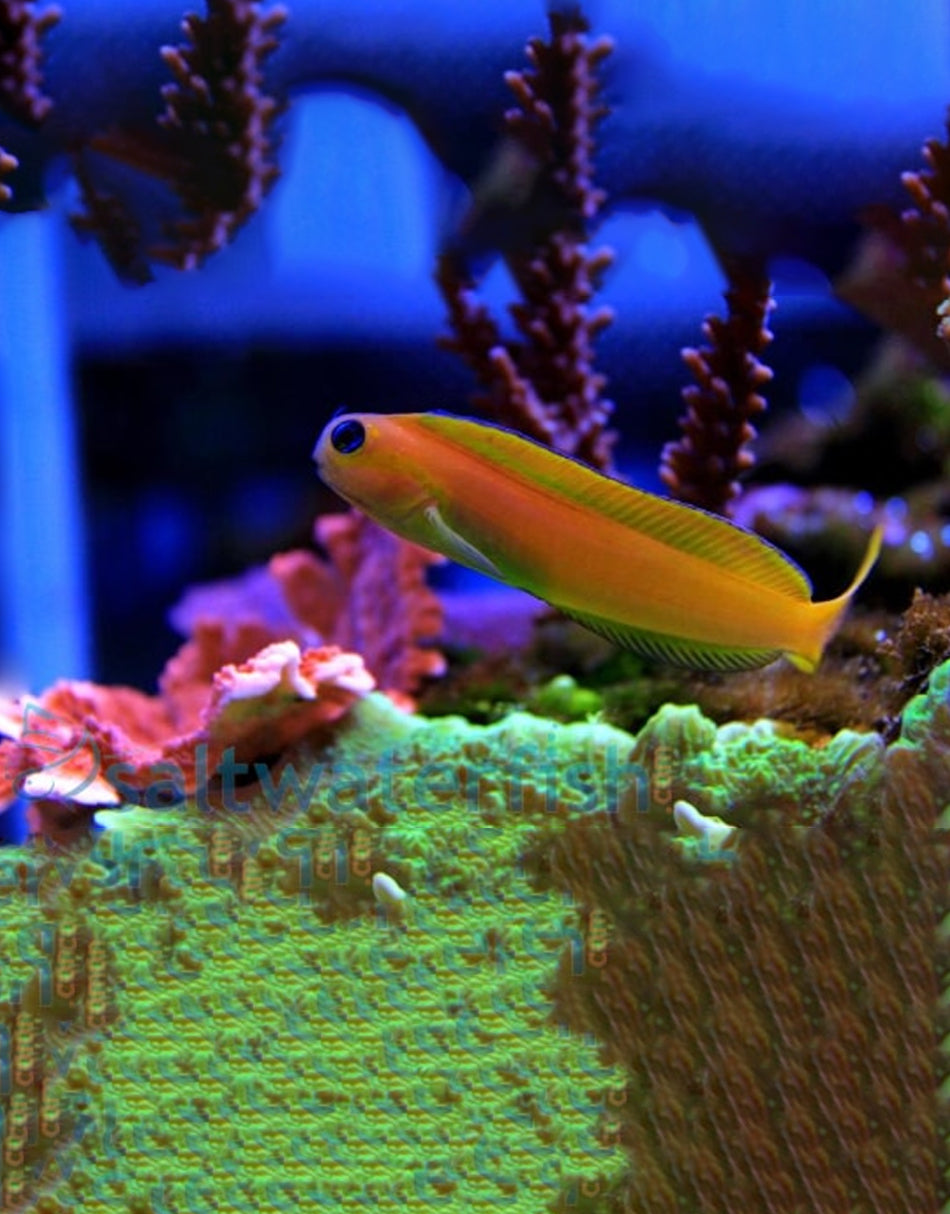 Midas Golden Blenny