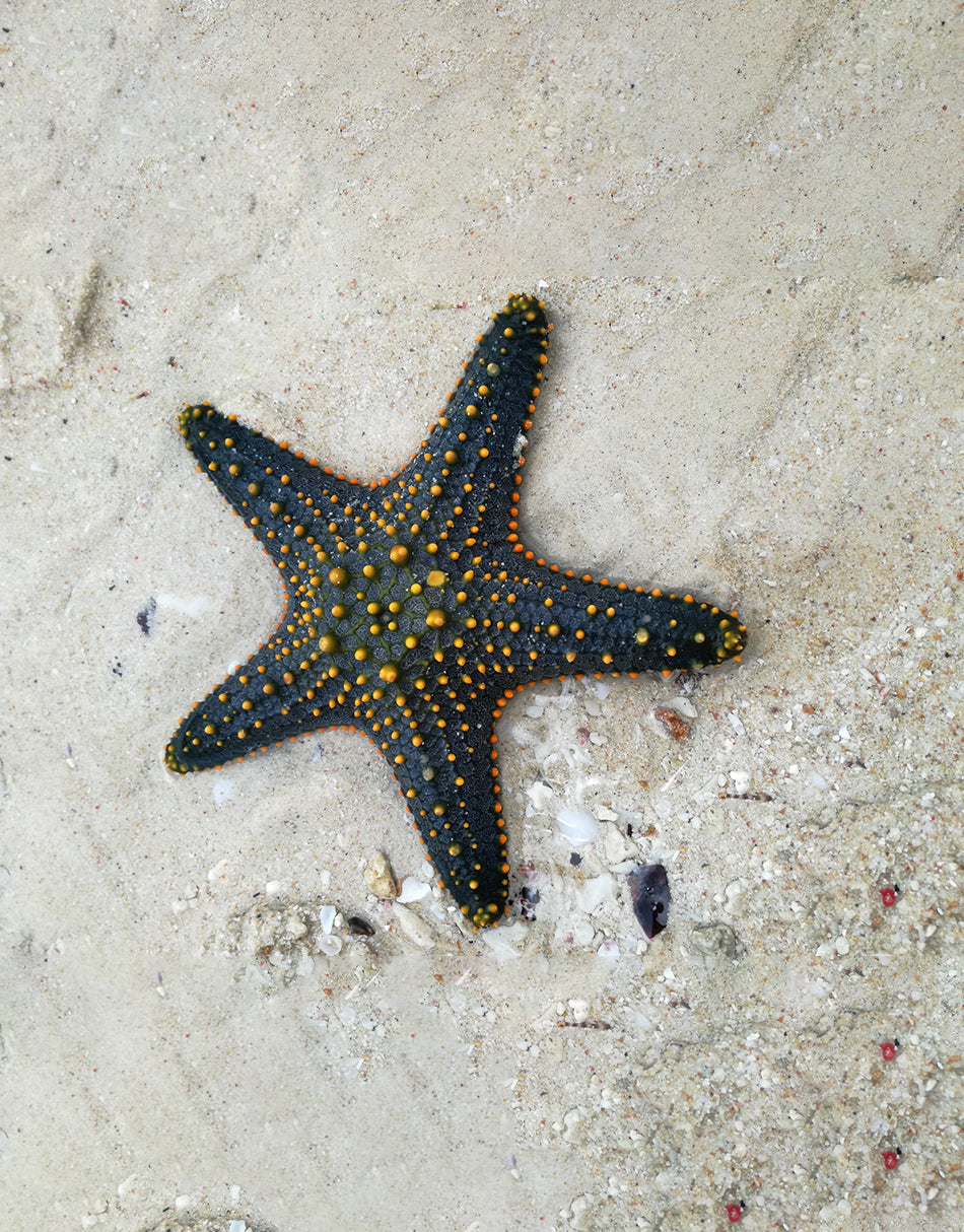 Multicolored Knob Starfish