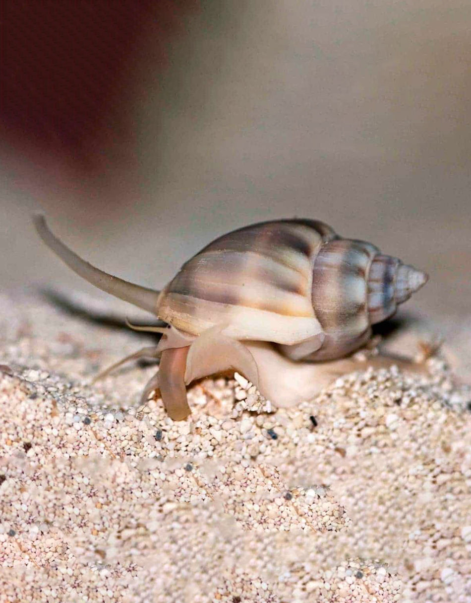 Nassarius Snail