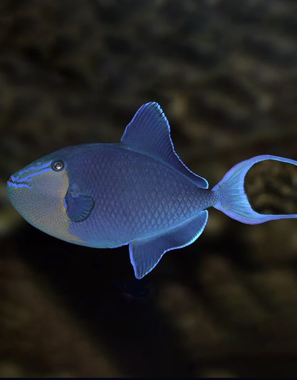 Niger Triggerfish