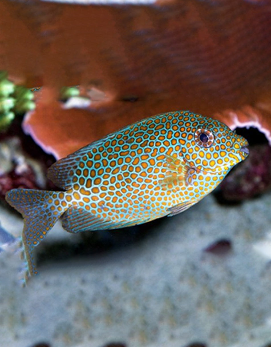 Orange Spot Rabbitfish