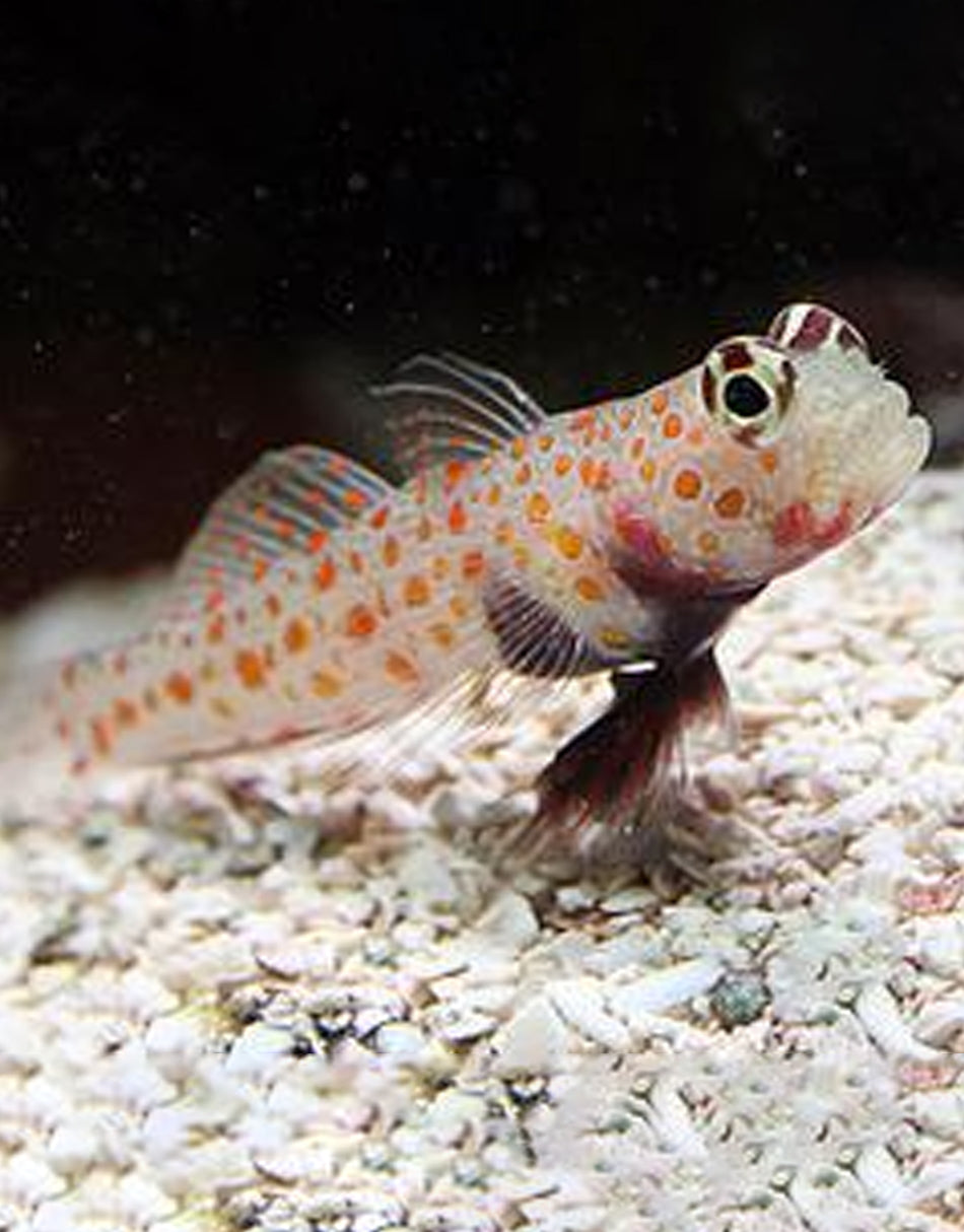 Orange Spot Watchman