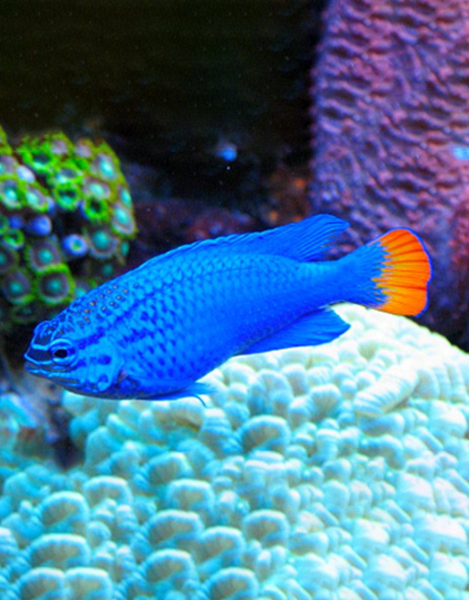 Orange Tail Blue Damselfish