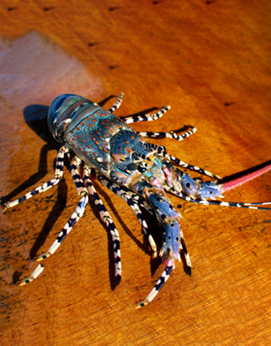 Ornate Rock Lobster