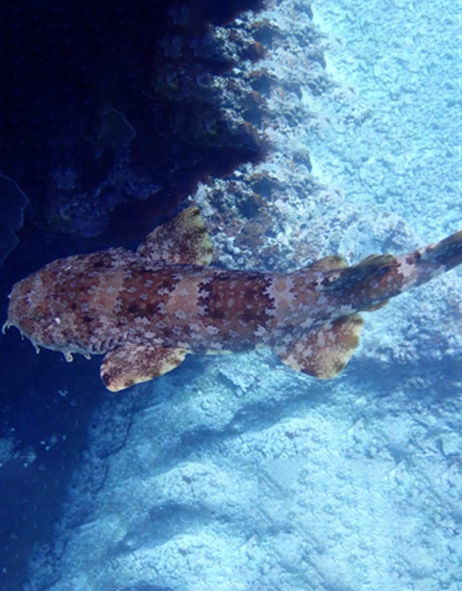 Ornate Wobbegong Shark