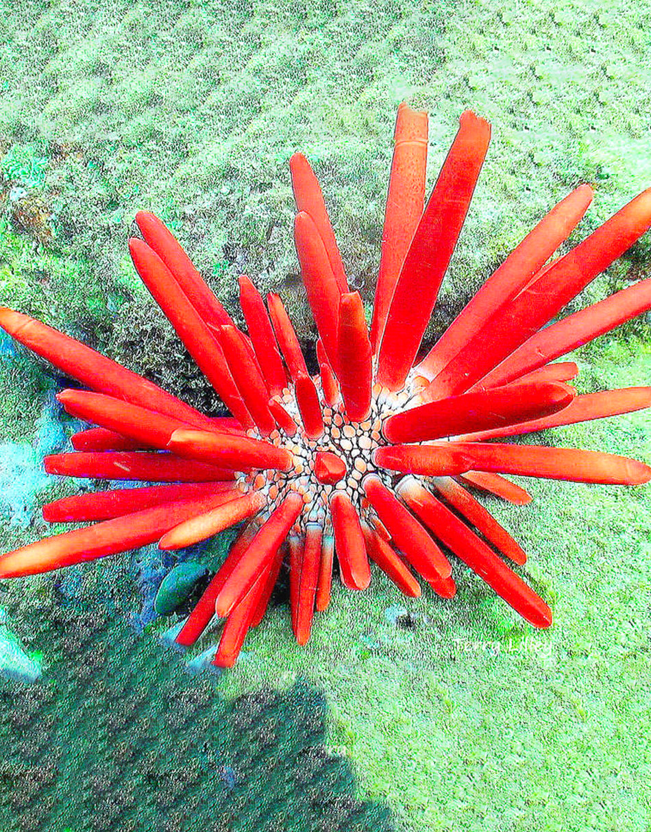 Pencil Urchin