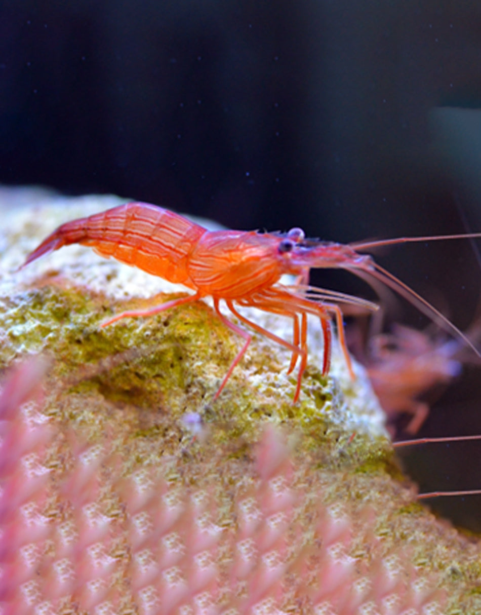 Peppermint Shrimp