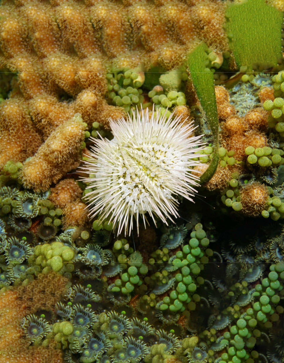Pin cushion Sea Urchin
