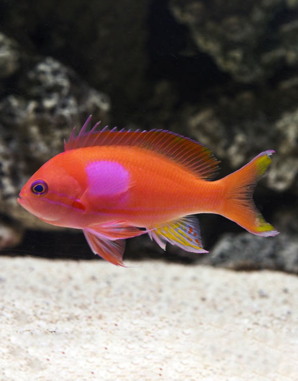 Pink Square Anthias