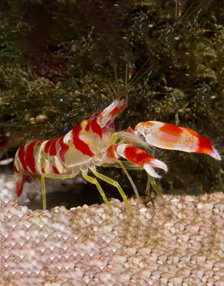 Pistol Shrimp