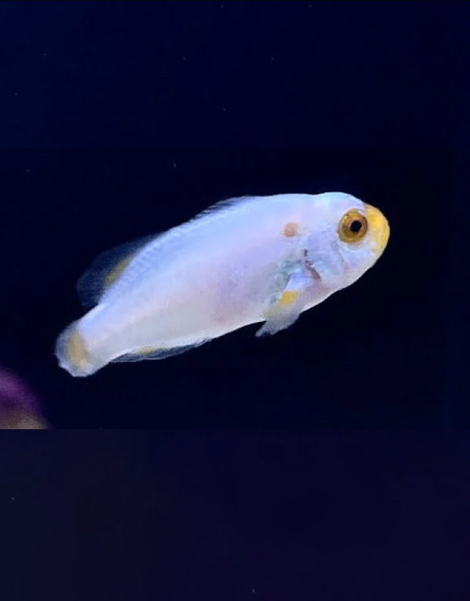 Platinum Clownfish
