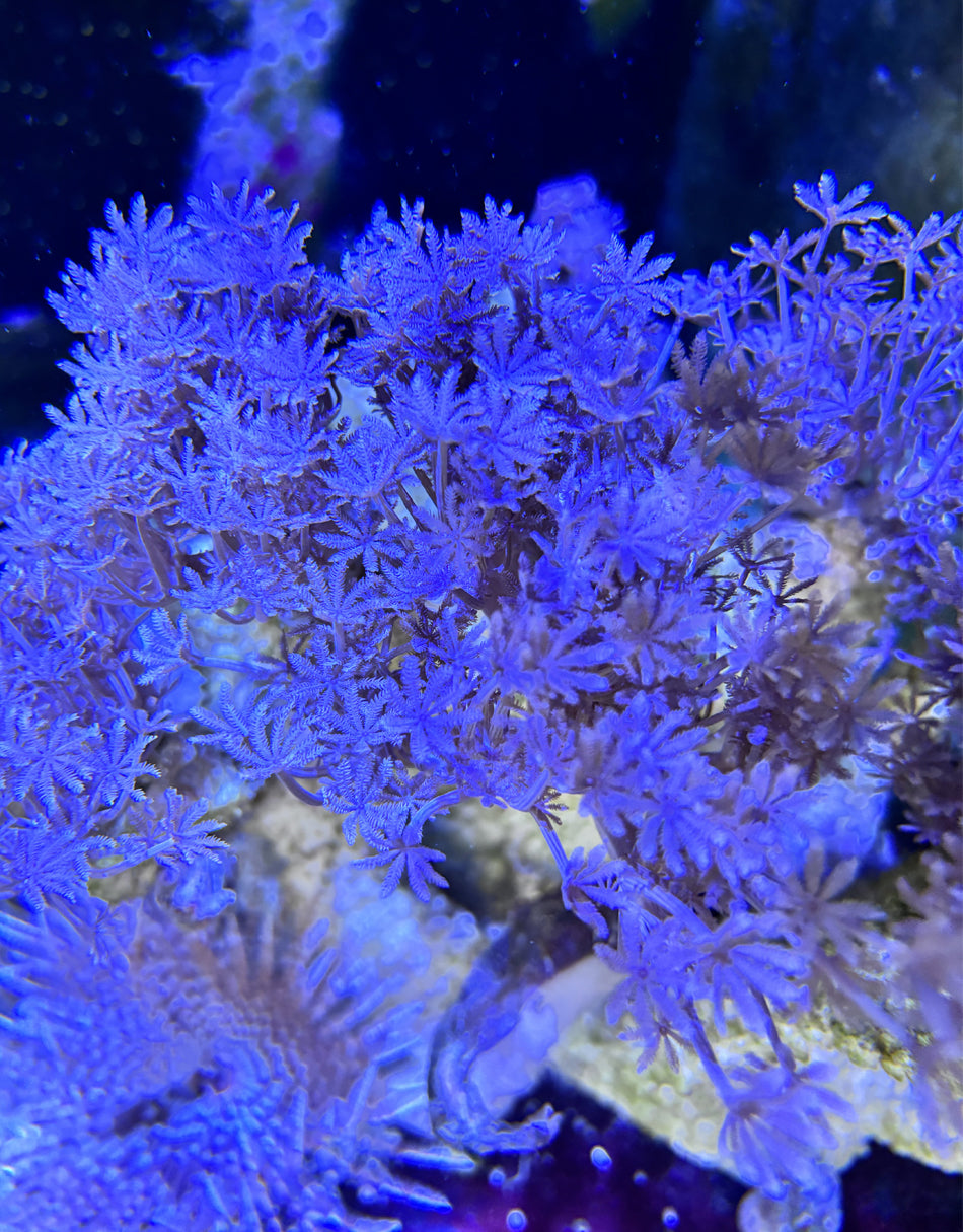 Pulsating Xenia