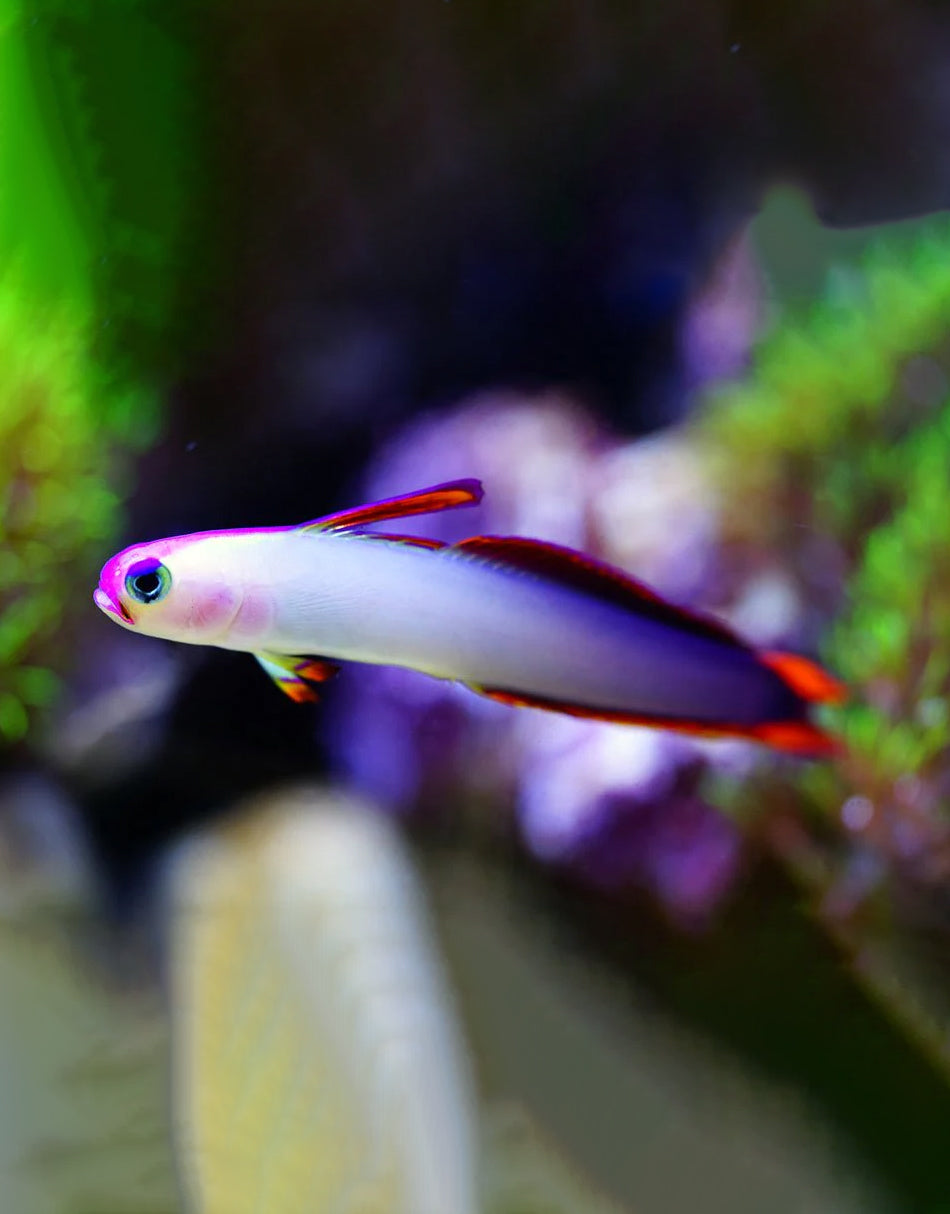 Purple Firefish Blenny