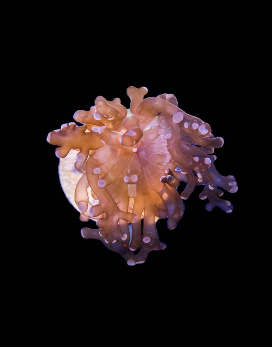Purple Frog Spawn