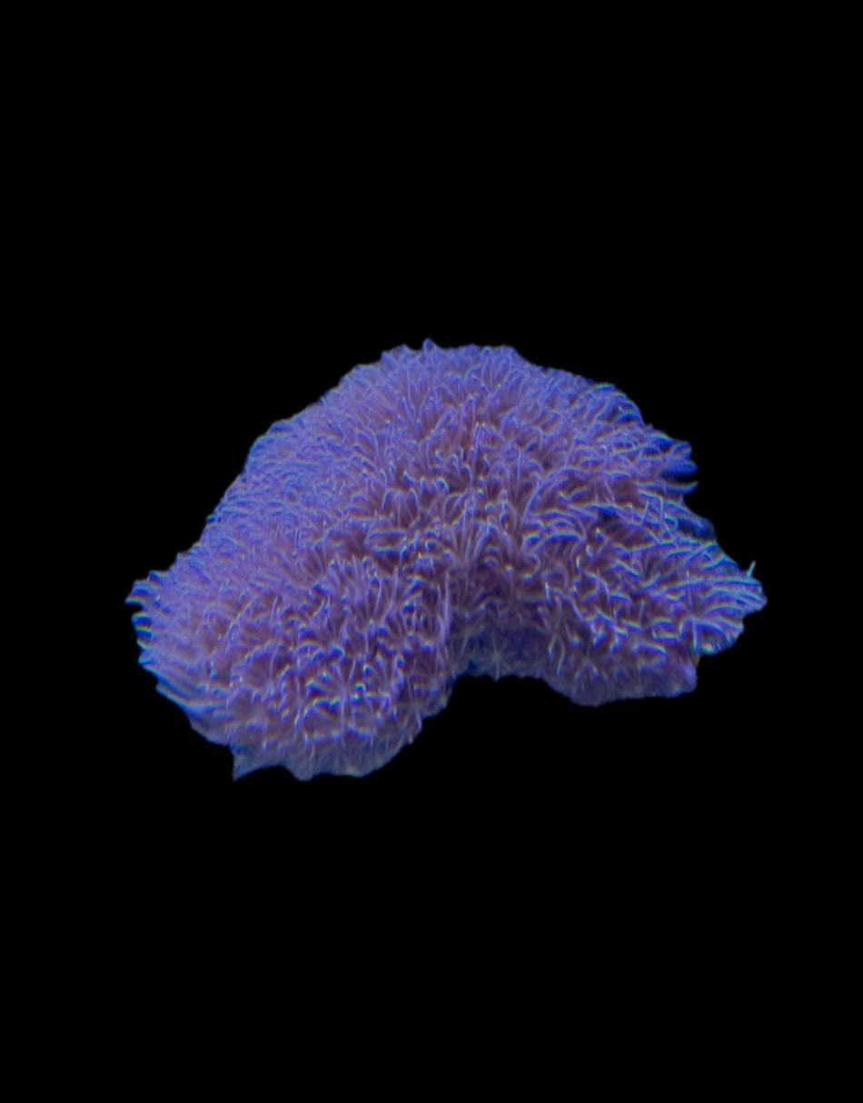 Purple Polyps