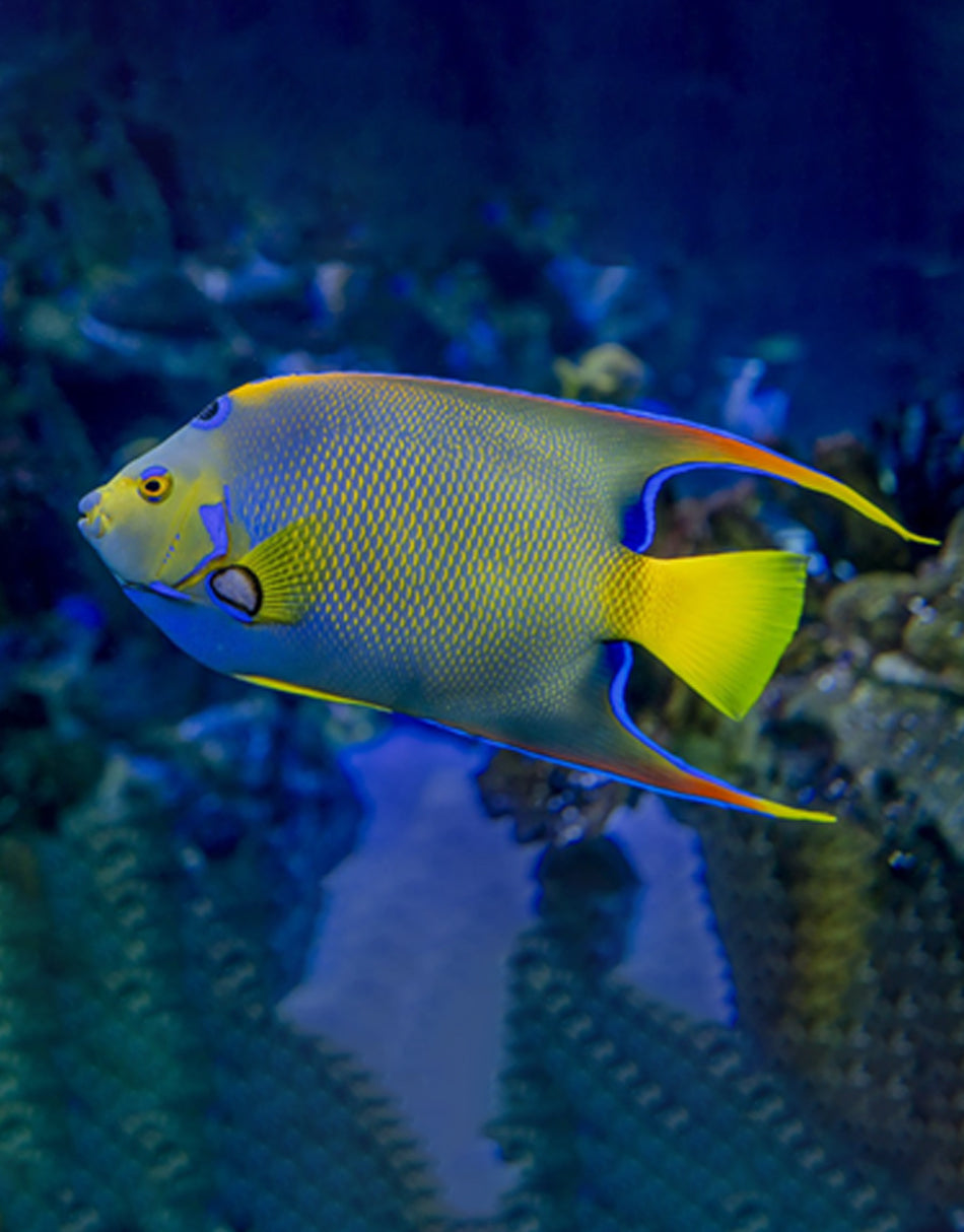 Queen Angelfish
