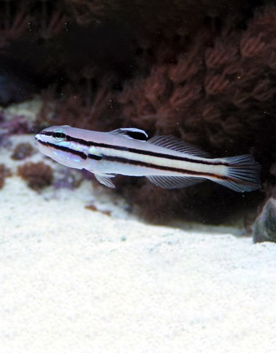 Railway Glider Goby