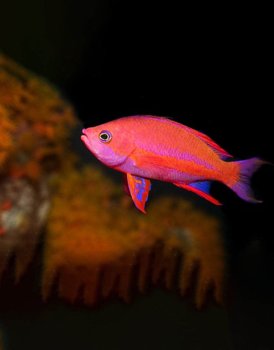Randall Anthias