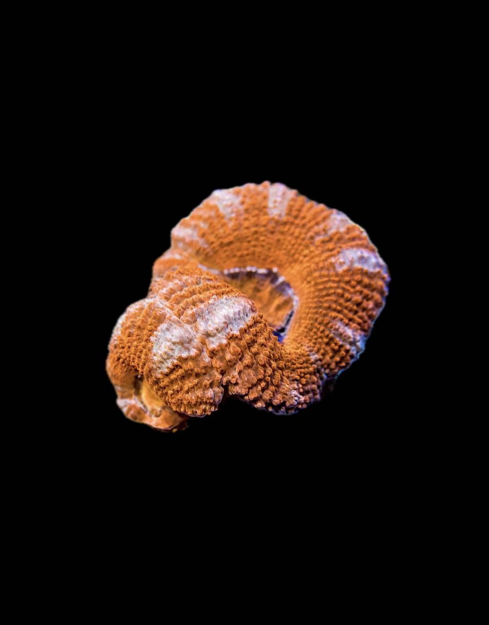 Red Acan