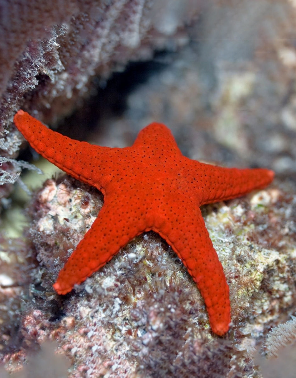 Red Fromia Sea Star