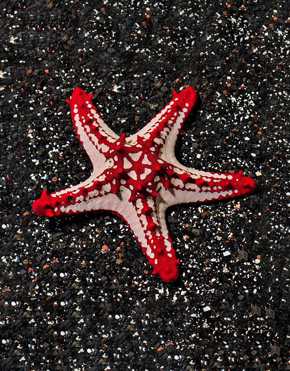 Red Knob Sea Star