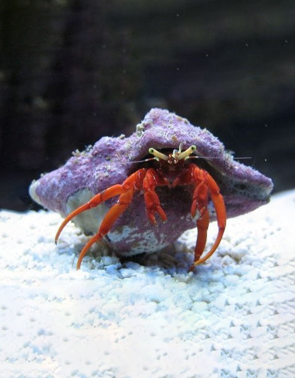 Red Leg Hermit Crab