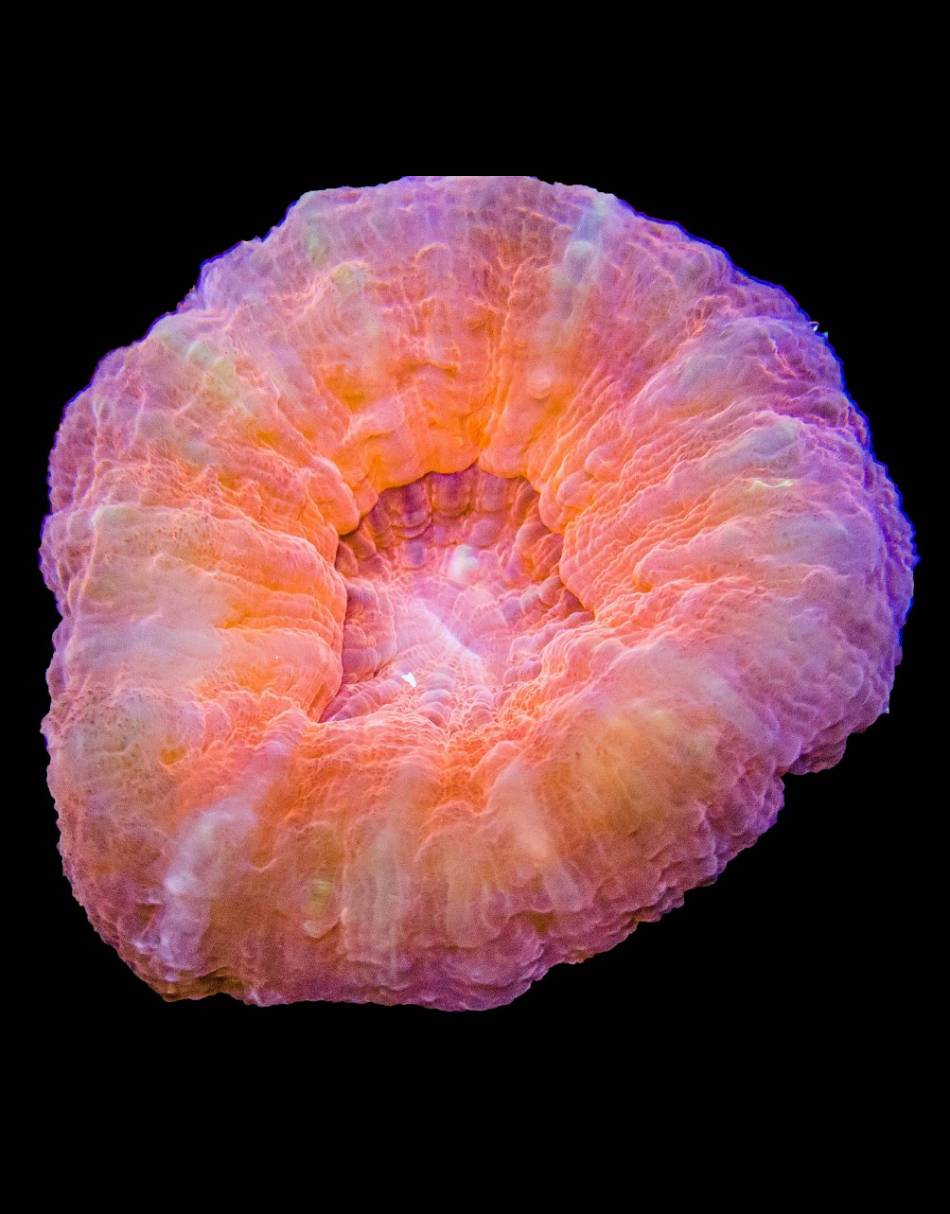 Red Symphyllia