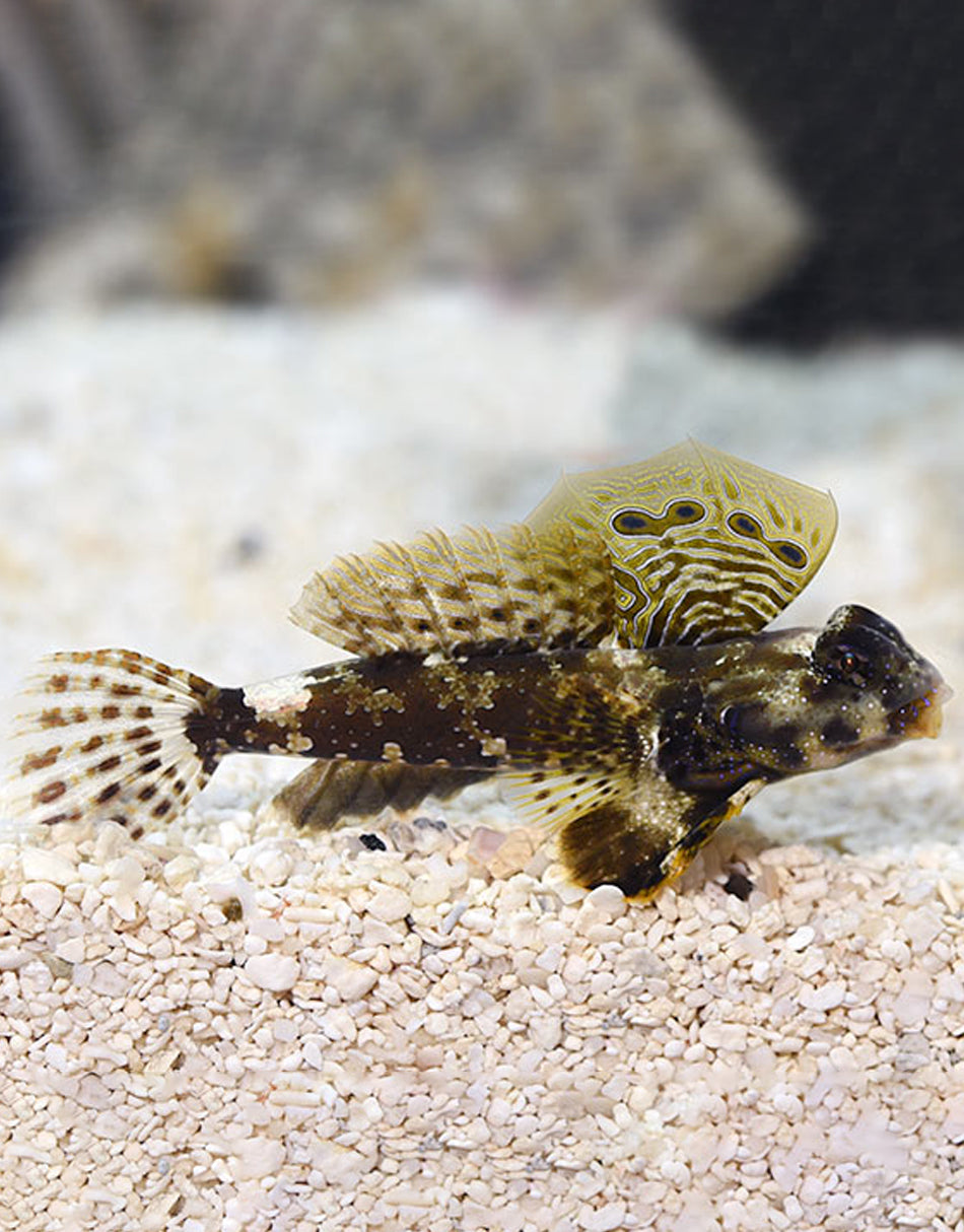 Scooter Blenny