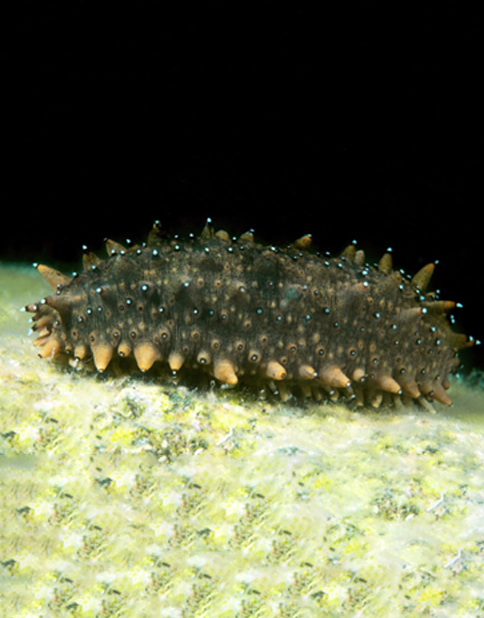 Sea Cucumber