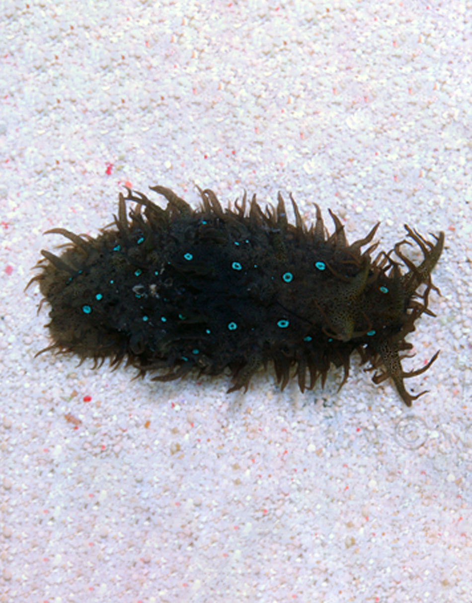 Sea Hair Blue Dot